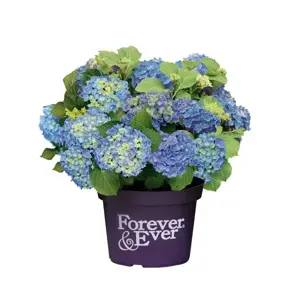 Hydrangea 'Forever & Ever Blue'